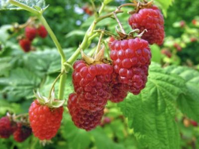 skin care california red raspberries